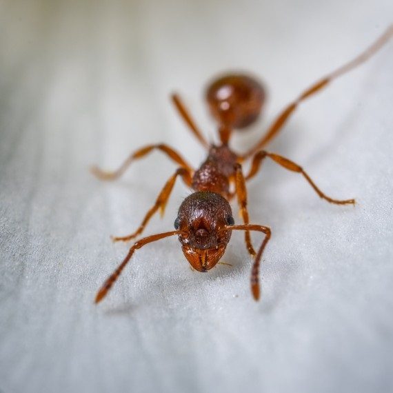 Field Ants, Pest Control in Aldgate, Monument, Tower Hill, EC3. Call Now! 020 8166 9746
