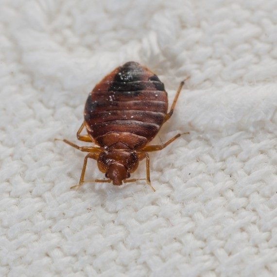 Bed Bugs, Pest Control in Aldgate, Monument, Tower Hill, EC3. Call Now! 020 8166 9746
