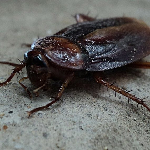Cockroaches, Pest Control in Aldgate, Monument, Tower Hill, EC3. Call Now! 020 8166 9746