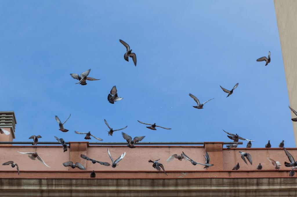 Pigeon Control, Pest Control in Aldgate, Monument, Tower Hill, EC3. Call Now 020 8166 9746