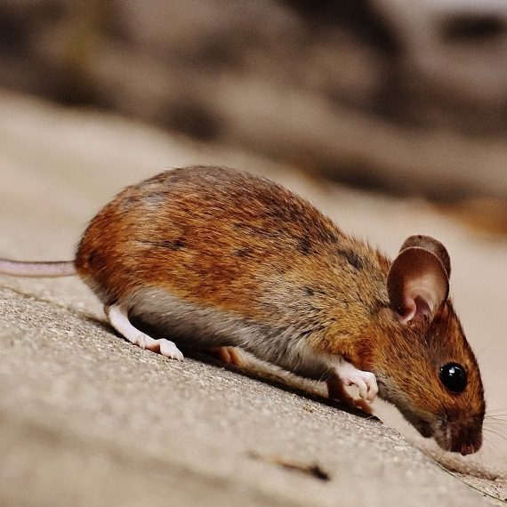 Mice, Pest Control in Aldgate, Monument, Tower Hill, EC3. Call Now! 020 8166 9746