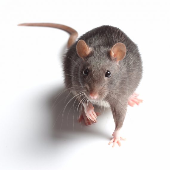 Rats, Pest Control in Aldgate, Monument, Tower Hill, EC3. Call Now! 020 8166 9746