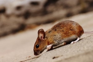 Mouse extermination, Pest Control in Aldgate, Monument, Tower Hill, EC3. Call Now 020 8166 9746
