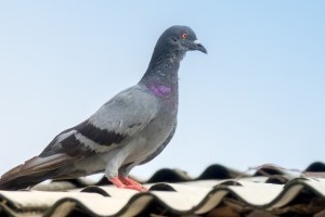 Pigeon Pest, Pest Control in Aldgate, Monument, Tower Hill, EC3. Call Now 020 8166 9746