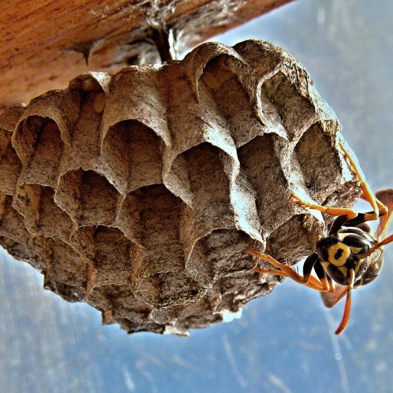 Wasps Nest, Pest Control in Aldgate, Monument, Tower Hill, EC3. Call Now! 020 8166 9746