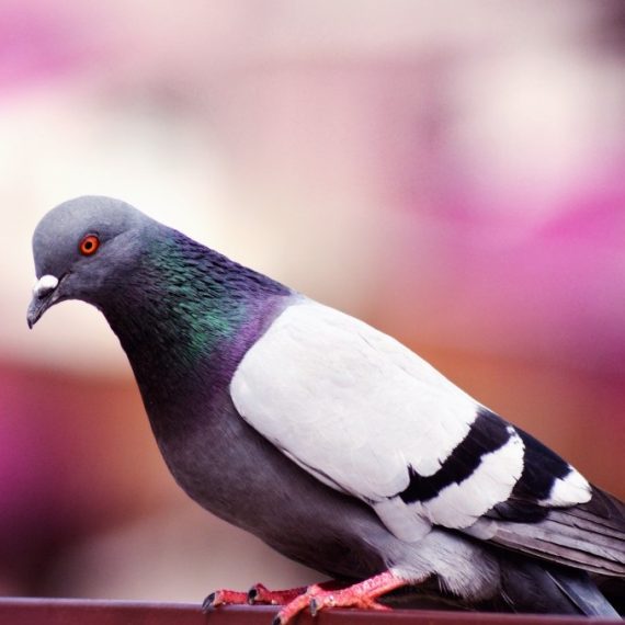 Birds, Pest Control in Aldgate, Monument, Tower Hill, EC3. Call Now! 020 8166 9746