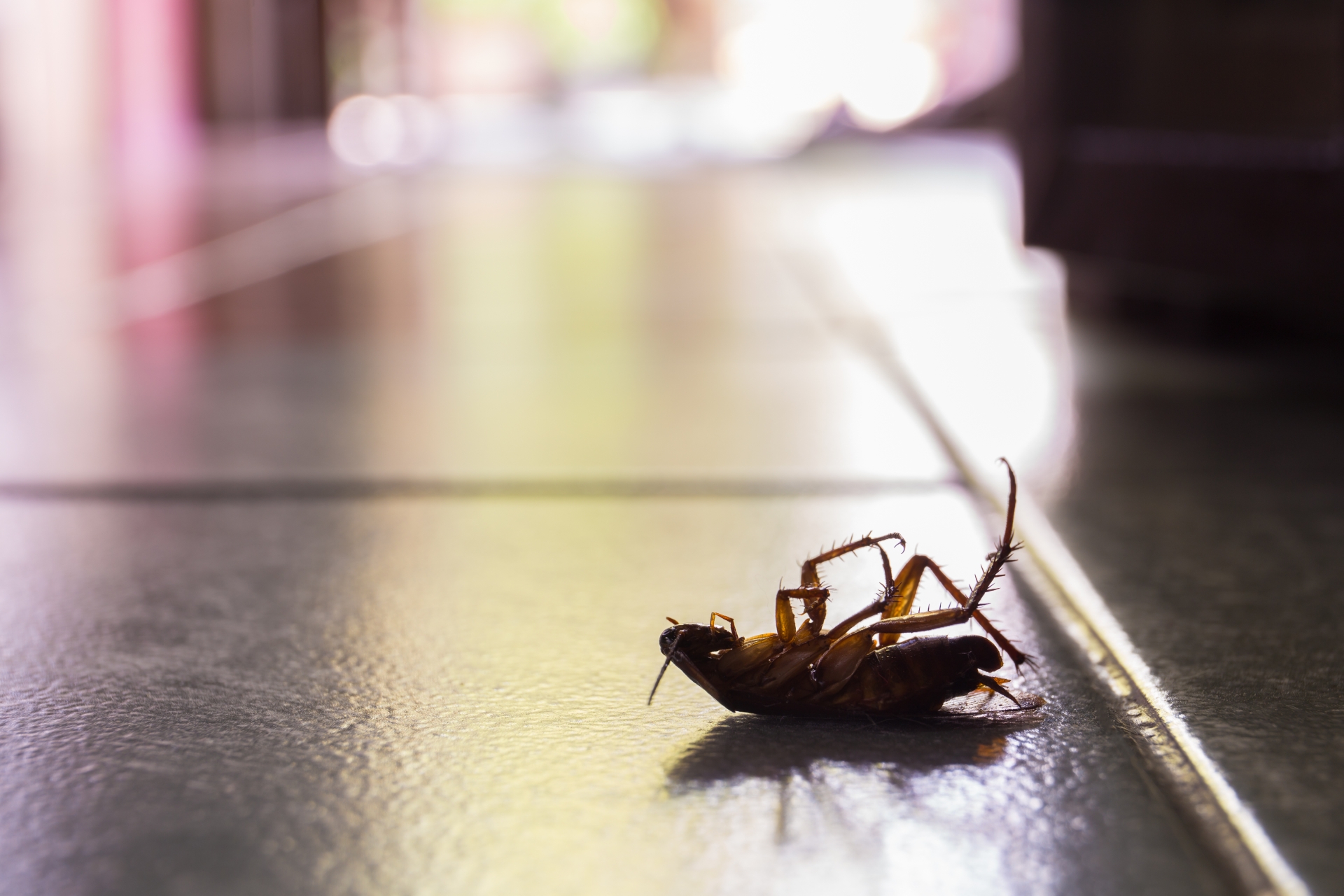 Cockroach Control, Pest Control in Aldgate, Monument, Tower Hill, EC3. Call Now 020 8166 9746