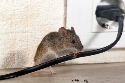 Pest Control in Aldgate, Monument, Tower Hill, EC3. Call Now! 020 8166 9746